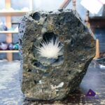 Hoa Đá Ưu Đàm - Ảnh 4