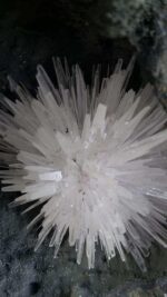 Hoa Đá Ưu Đàm - Ảnh 2